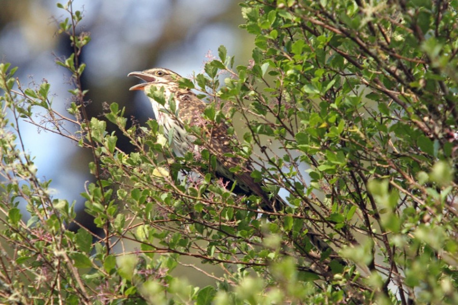 The koekoea bird